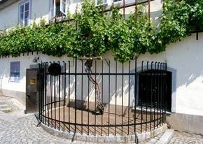 Old_Vine_Slovenia.jpg Old_Vine_Slovenia.jpg